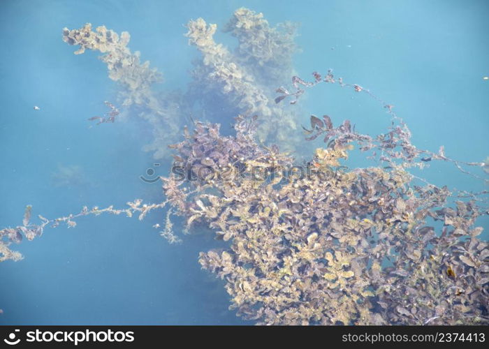 Water grasses and algae by the sea in Singapore