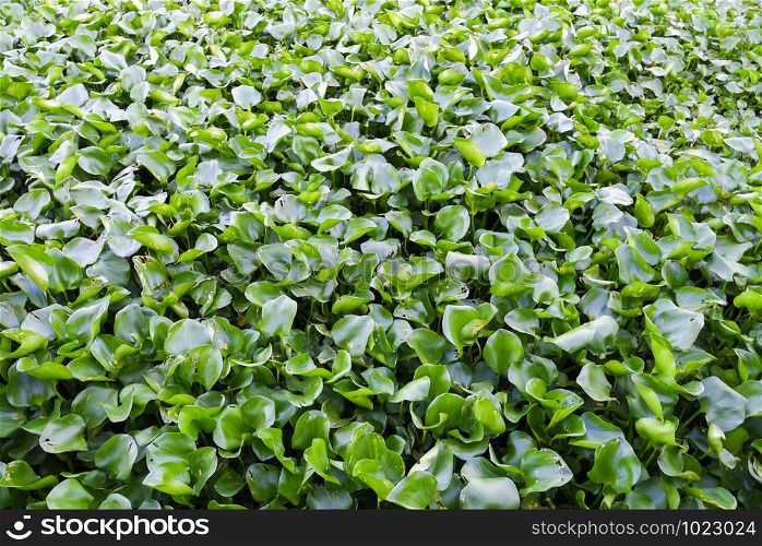 water Hyacinth in the river at bangkok , thailand