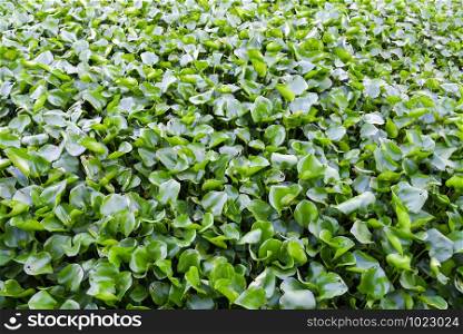 water Hyacinth in the river at bangkok , thailand