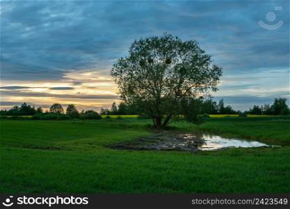 Water in the field under the tree and the evening sky, Zarzecze, Lubelskie, Poland