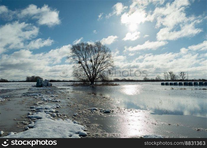Water in the meadow and a big tree, winter sunny day