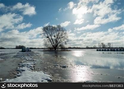 Water in the meadow and a big tree, winter sunny day