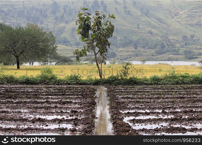 Water irrigation in field at wada near rajgurunagar