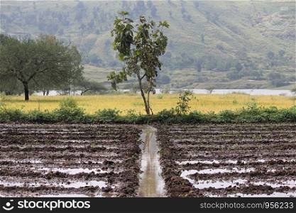 Water irrigation in field at wada near rajgurunagar