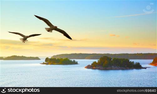 Water landscape with small islands at sunset and flying seagulls. Sweden.
