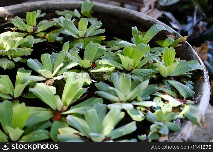 water lettuce aquatic plant floating on water. Pistia Stratiotes