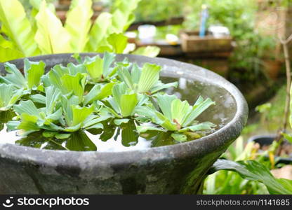 water lettuce aquatic plant floating on water. Pistia Stratiotes