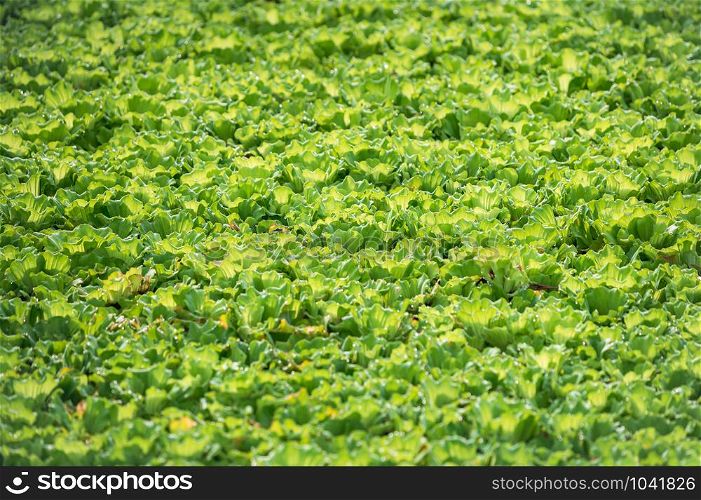 Water lettuce (Pistia stratiotes) floating in a pond. Abstract pattern wallpaper.