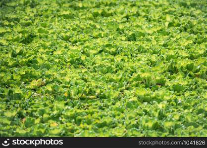 Water lettuce (Pistia stratiotes) floating in a pond. Abstract pattern wallpaper.