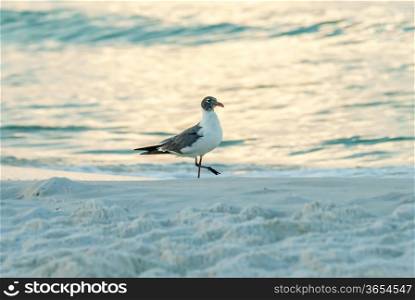 water life and beach scenes at destin florida