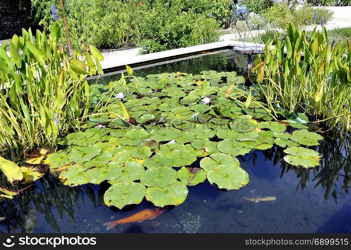 water lilies in a basin of the Anduze bamboo plantation in the French department of Gard