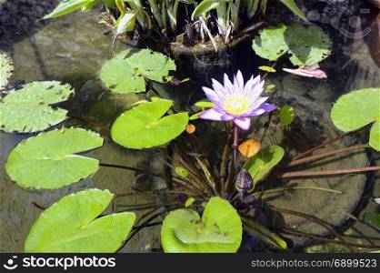 water lilies in a basin of the Anduze bamboo plantation in the French department of Gard