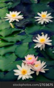 Water lilies in pond, elevated view