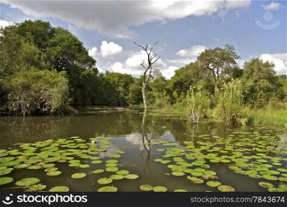 Water lilies in the Kruger National Park, South Africa
