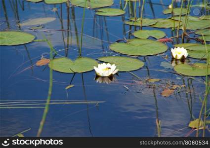 Water lilies in the water. Kenozerye. Arkhangelsk region, Russia&#xA;