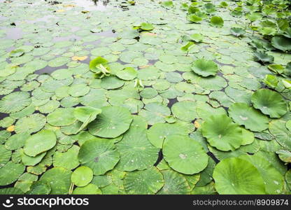 Water-lilies. Leaves of lotus in the pond. Water drops on lotus leaves. Water-lilies. Leaves of lotus in the pond. Water drops on lotus leaves.