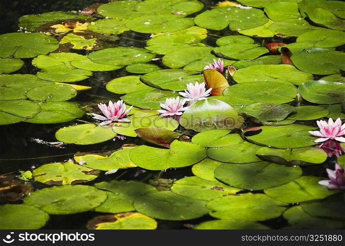 Water lilies with lily pads in a pond, Emerald Valley, Huangshan, Anhui Province, China