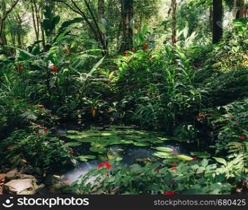 Water lillies, Nymphaeaceae, in tropical Brazilian rain forest. Water lillies, Nymphaeaceae, in tropical rainforest