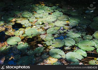 Water lillies, Nymphaeaceae, in tropical Brazilian rain forest. Water lillies, Nymphaeaceae, in tropical rainforest