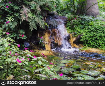 Water lillies, Nymphaeaceae, in tropical Brazilian rain forest with waterfall. Water lillies, Nymphaeaceae, in tropical Brazilian rain forest