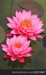 Water lily