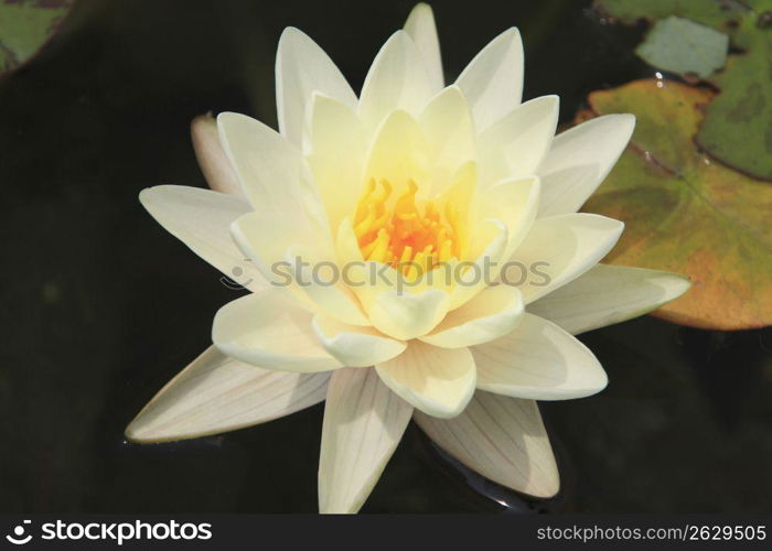 Water lily