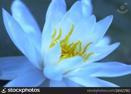 Water lily