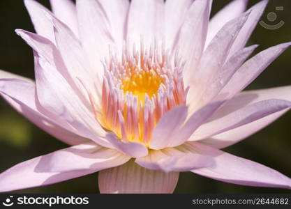 Water lily