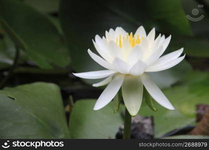 Water lily