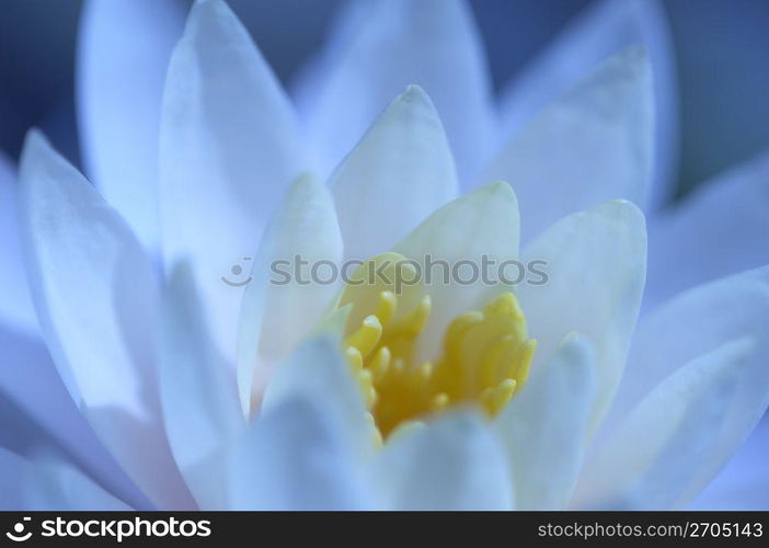 Water lily