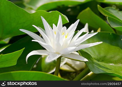 Water lily