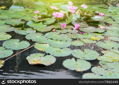 water lily