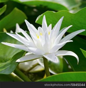 Water lily among green leaves