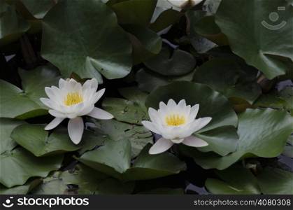 Water-lily blossom in lake