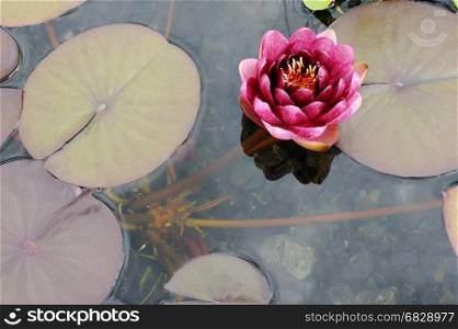 Water lily Conqueror. Big burgundy flower water lily Conqueror on a pond