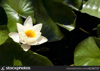 Water lily flower and leaf in pond
