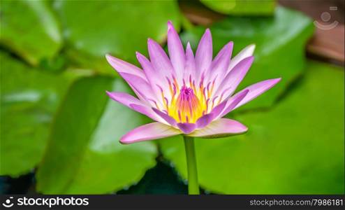 water lily flowers. lotus blossoms or water lily flowers blooming on pond