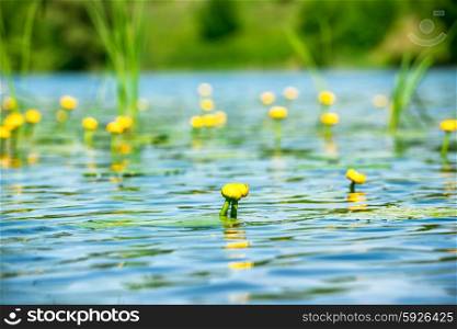 Water lily flowers on pond with blue water
