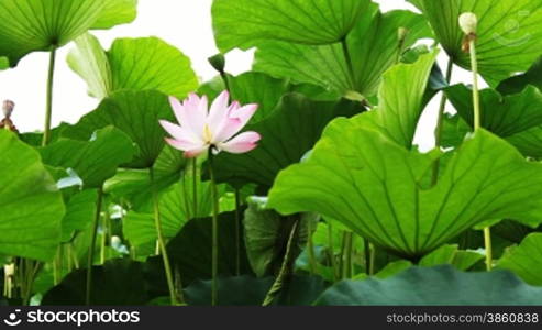 water lily in a pond .