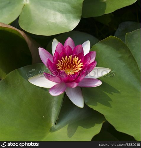 Water lily in a pond at Summer Palace, Haidian District, Beijing, China