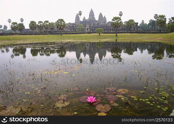 Water lily in a pond with a temple in the background, Angkor Wat, Siem Reap, Cambodia