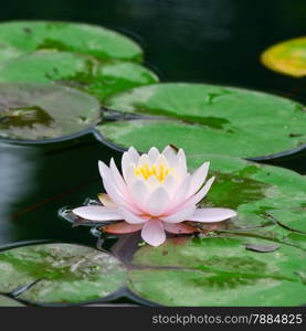 Water lily in lake