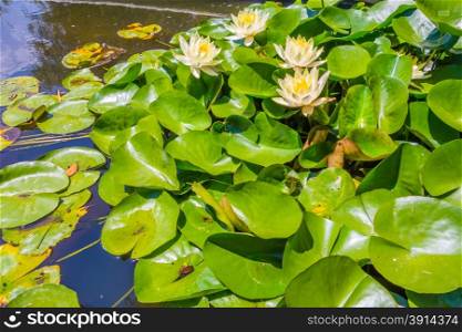 Water lily in pool of water