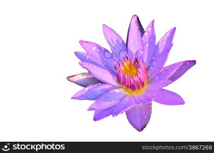 water lily in sunlight