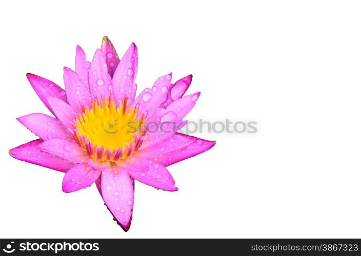water lily in sunlight beautiful iaolated