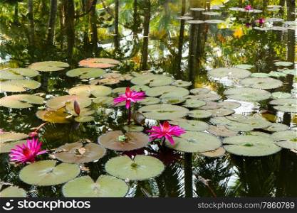 Water lily in the lagoon with reflections of the surrounding rain forest (Kerala, India)