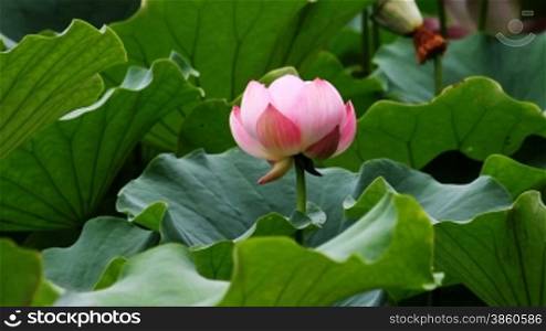water lily in the pond .