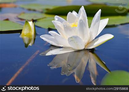 Water lily in water on the lake