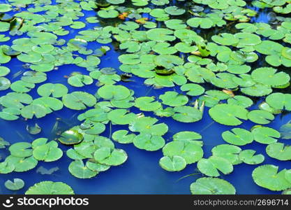 Water lily leaf