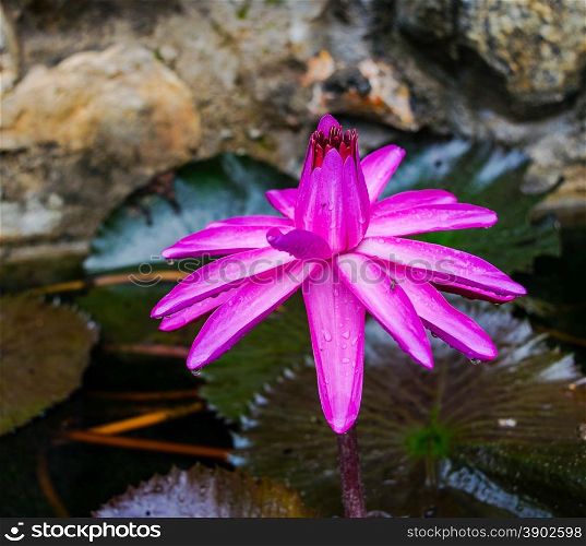 water lily lotus flower on garden